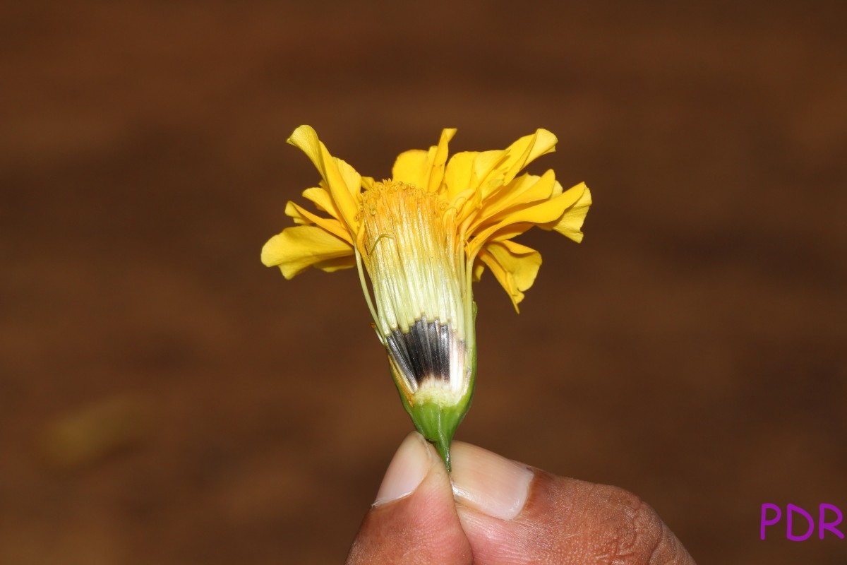 Tagetes erecta L.